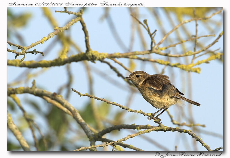 European Stonechat female