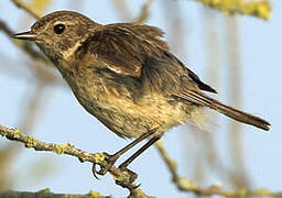 European Stonechat