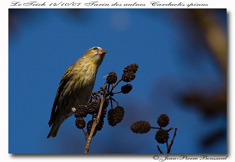 Eurasian Siskin