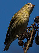 Eurasian Siskin