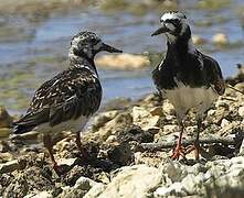 Ruddy Turnstone