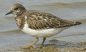 Ruddy Turnstone