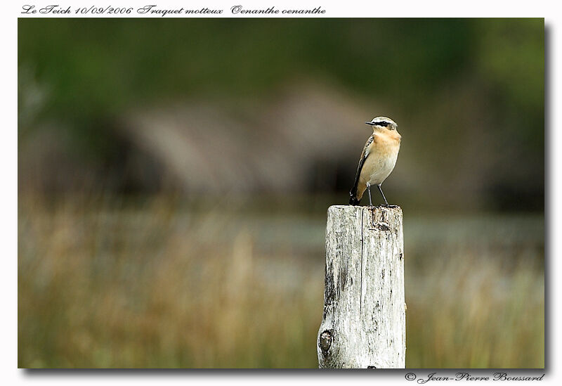 Northern Wheatear male adult