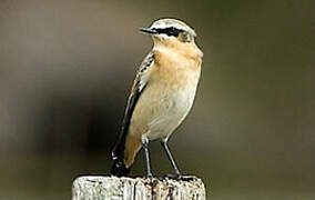 Northern Wheatear