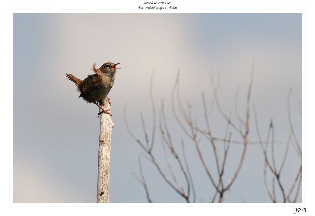 Eurasian Wren male adult breeding, song