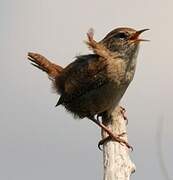 Eurasian Wren