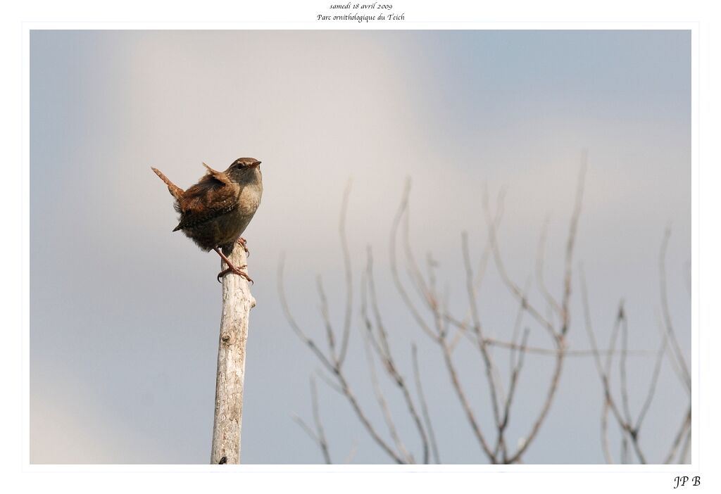 Troglodyte mignon