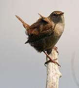 Eurasian Wren