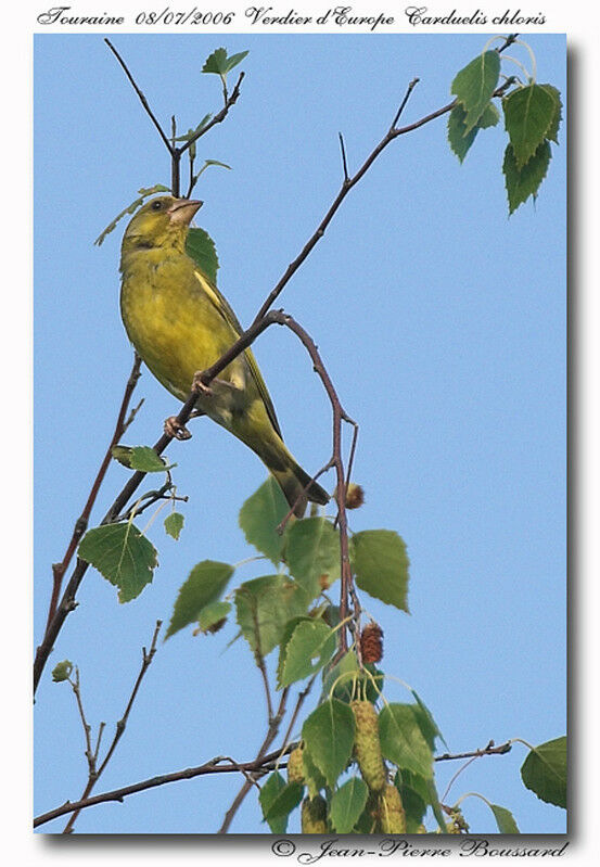 European Greenfinch