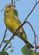 European Greenfinch