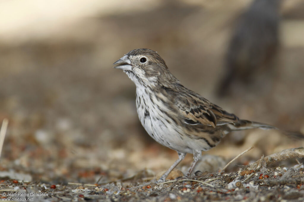 Lark Bunting female adult, identification