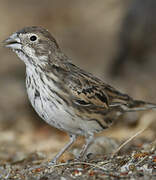 Lark Bunting