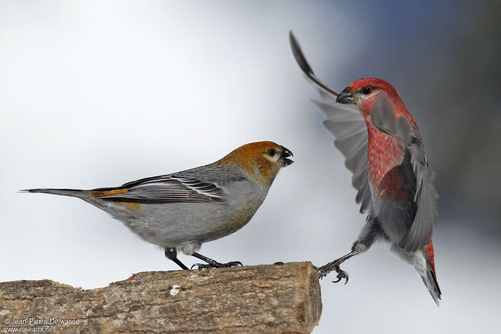 Pine Grosbeak, identification, Behaviour