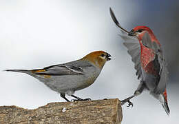 Pine Grosbeak