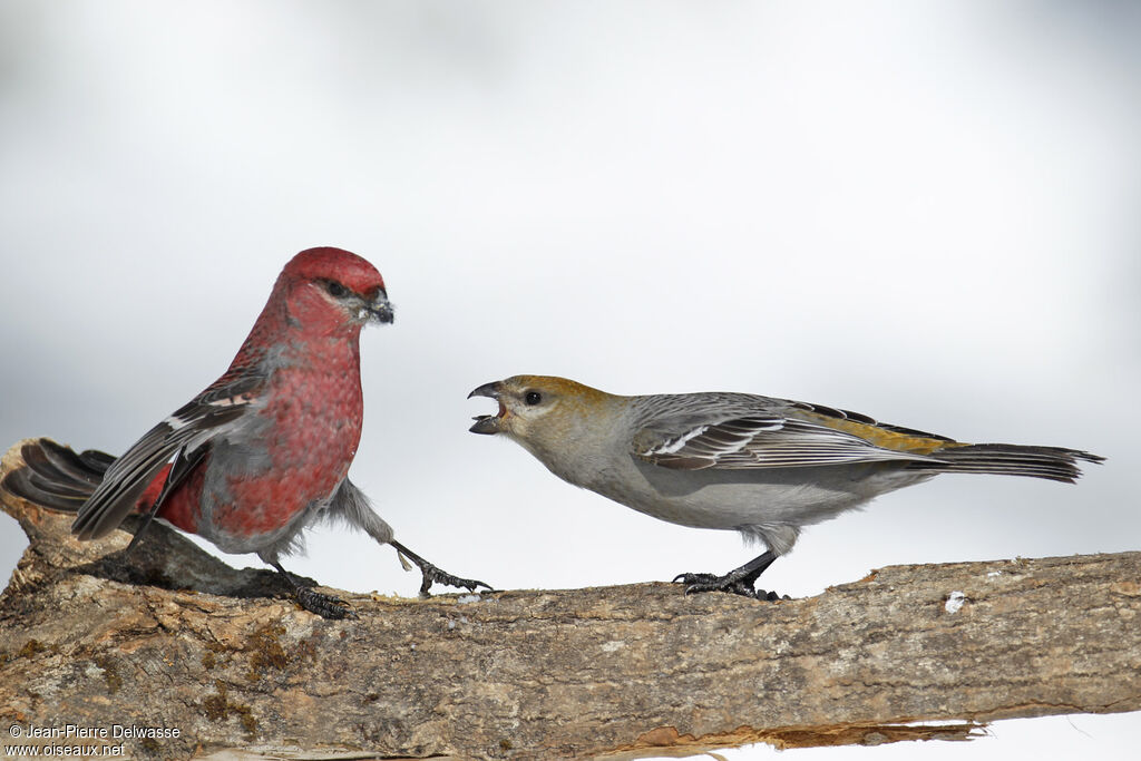 Pine Grosbeak, identification, Behaviour