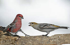 Pine Grosbeak