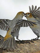 Pine Grosbeak