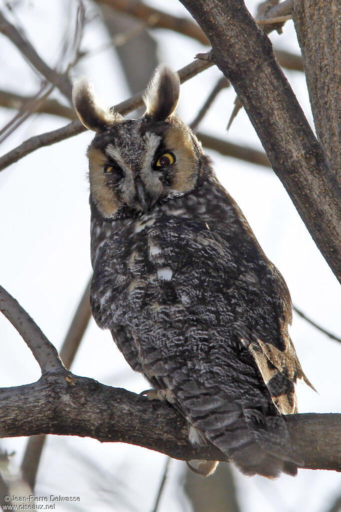 Long-eared Owl, identification