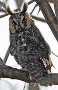 Long-eared Owl