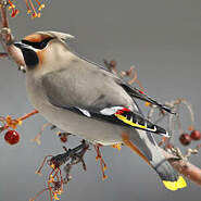 Jaseur boréal - Bombycilla garrulus