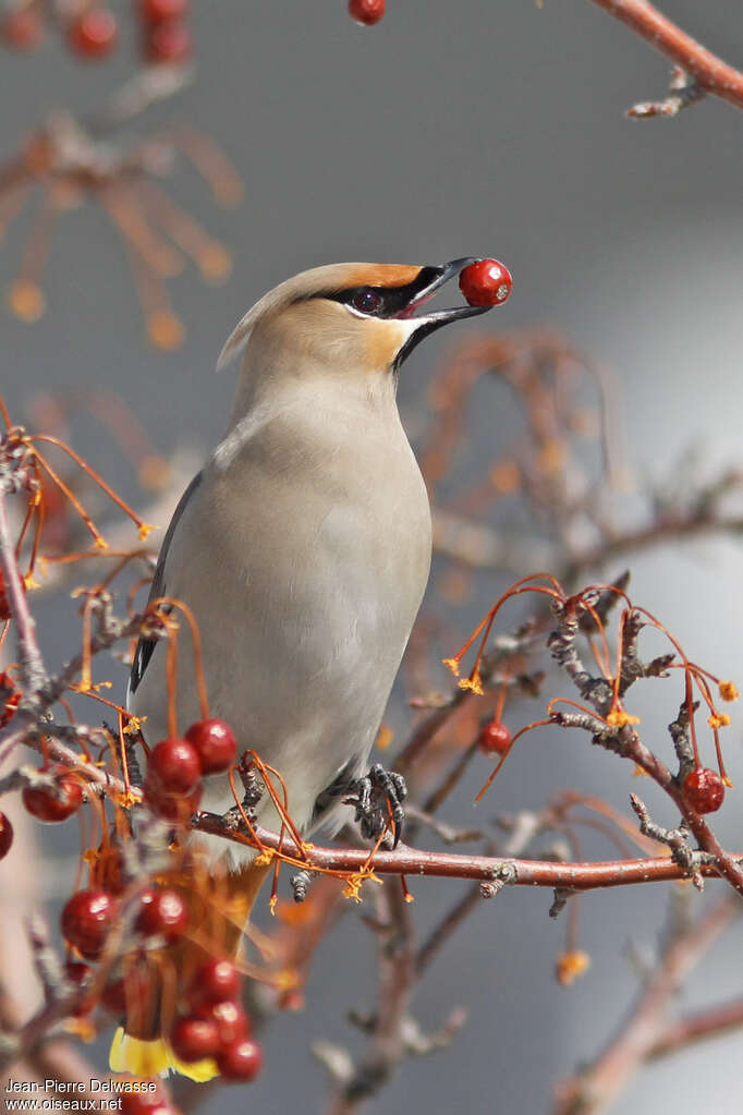 Bohemian Waxwing, feeding habits