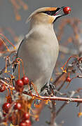 Bohemian Waxwing