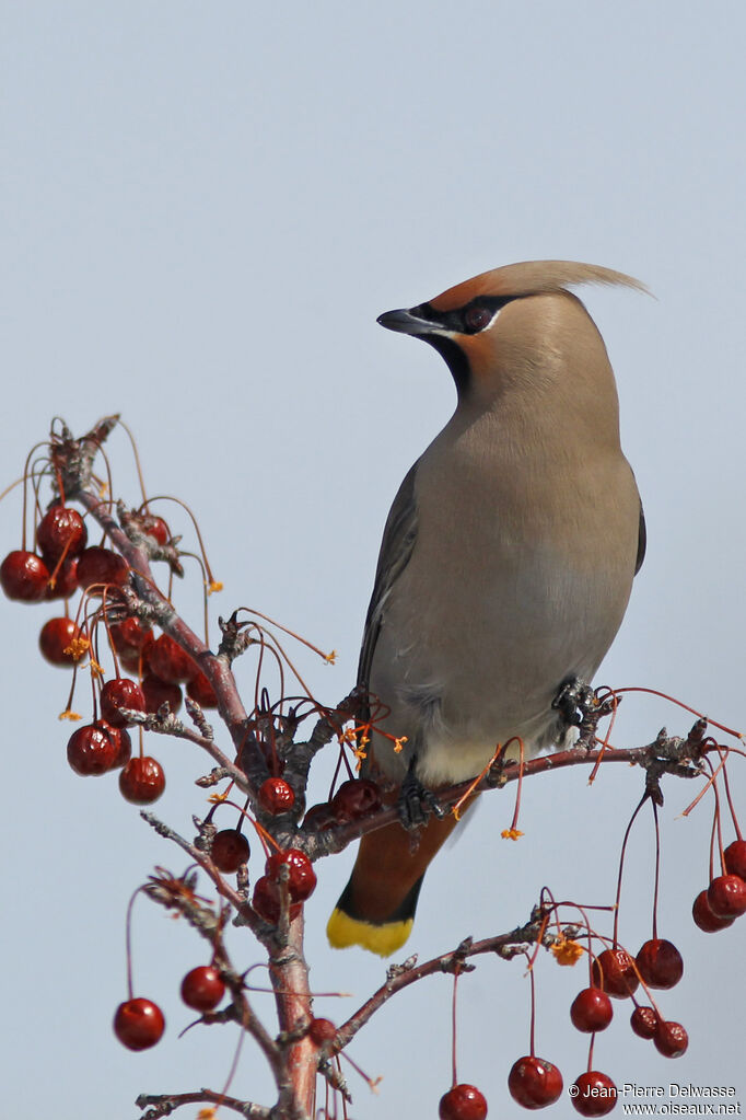 Bohemian Waxwing, identification, feeding habits