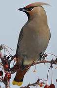 Bohemian Waxwing