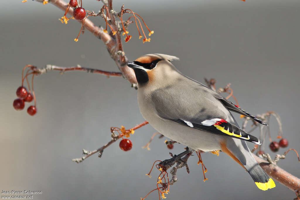 Bohemian Waxwingadult, identification