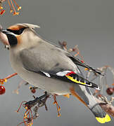 Bohemian Waxwing