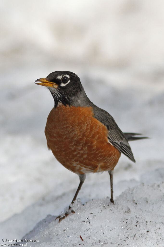 American Robin, identification