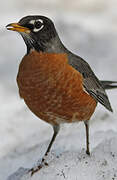 American Robin