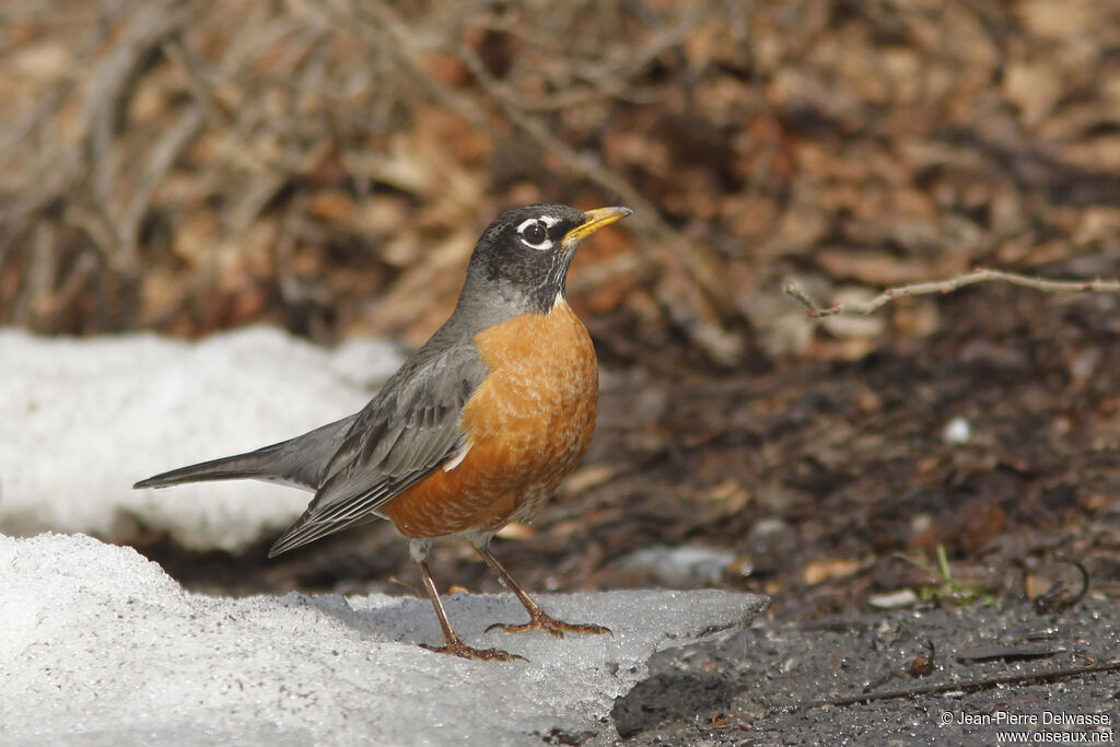 American Robin, identification