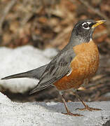 American Robin