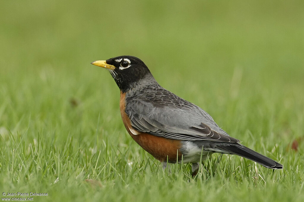 American Robin, identification