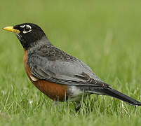 American Robin