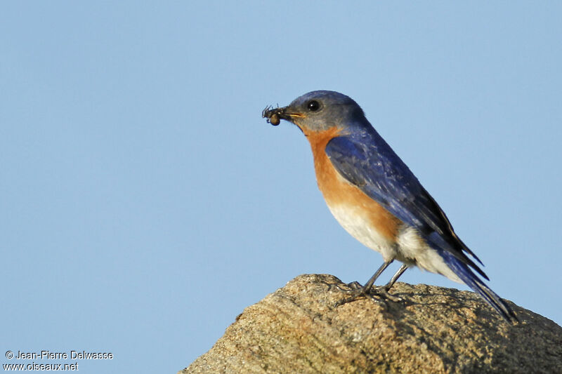 Eastern Bluebird male, identification, feeding habits