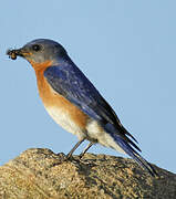 Eastern Bluebird