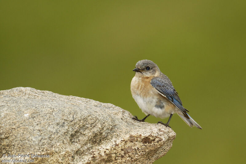 Eastern Bluebird female, identification