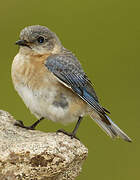 Eastern Bluebird