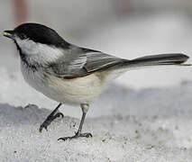 Black-capped Chickadee