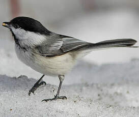 Mésange à tête noire