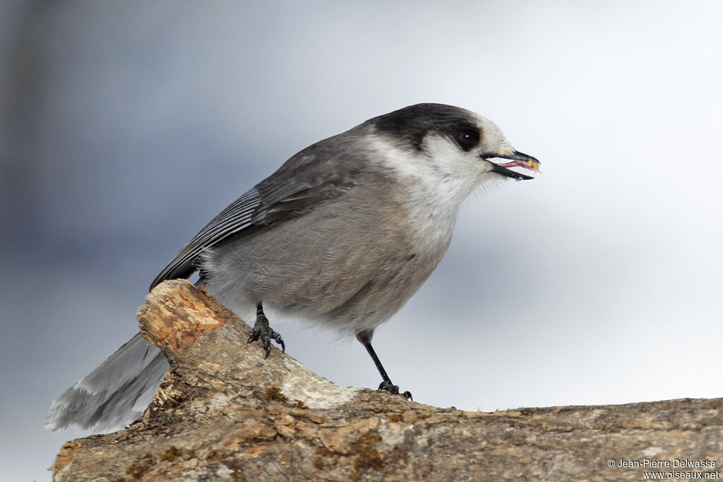 Mésangeai du Canada, identification, régime