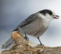 Grey Jay