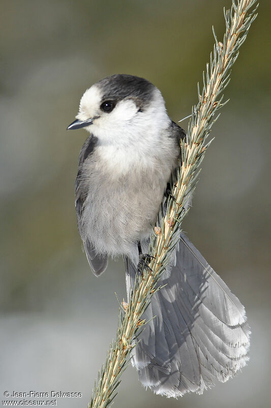 Grey Jay, identification