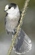 Grey Jay