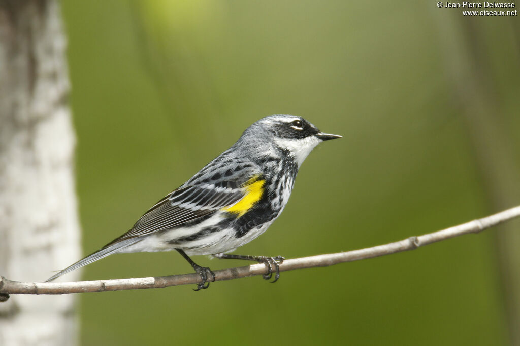 Myrtle Warbler, identification, Behaviour