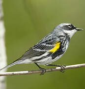 Myrtle Warbler