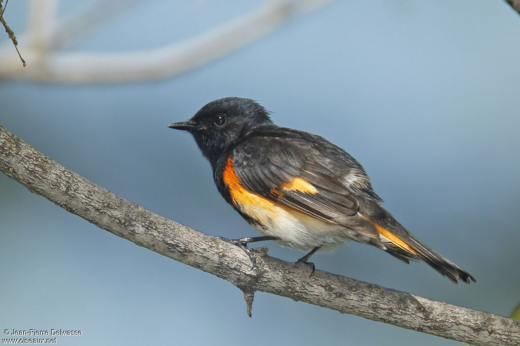 American Redstart male