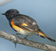 American Redstart